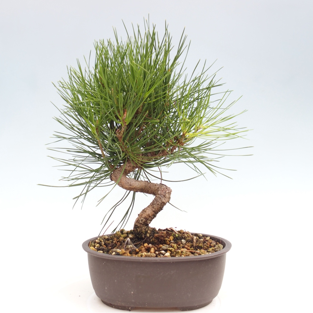 Outdoor bonsai - Pinus thunbergii - Thunbergia pine