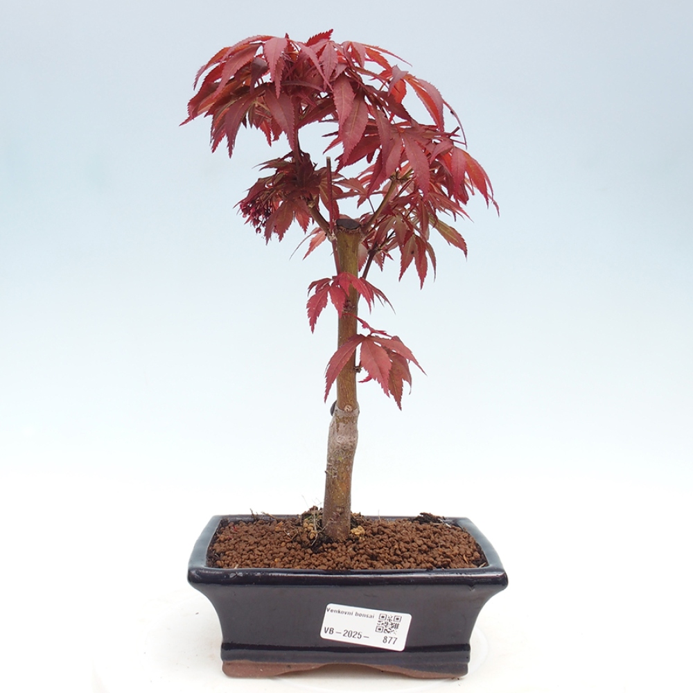 Outdoor bonsai - Acer palm. Atropurpureum-Palmleaf Maple