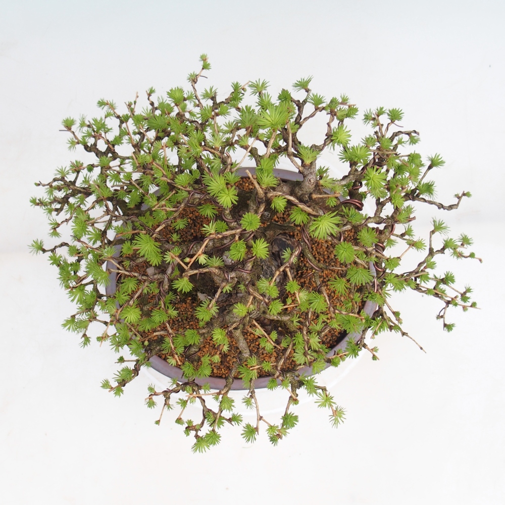 Outdoor bonsai -Larix decidua - Larch