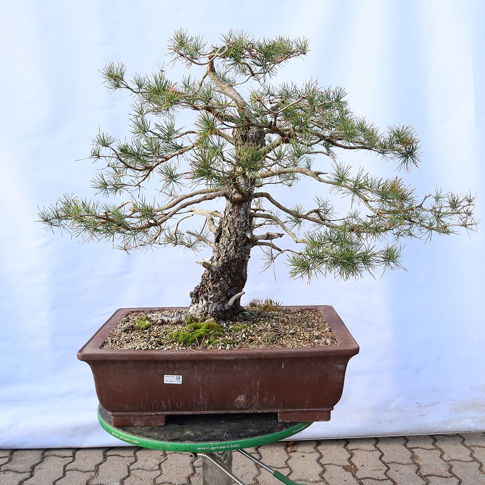 Pinus sylvestris Spain - Scots pine