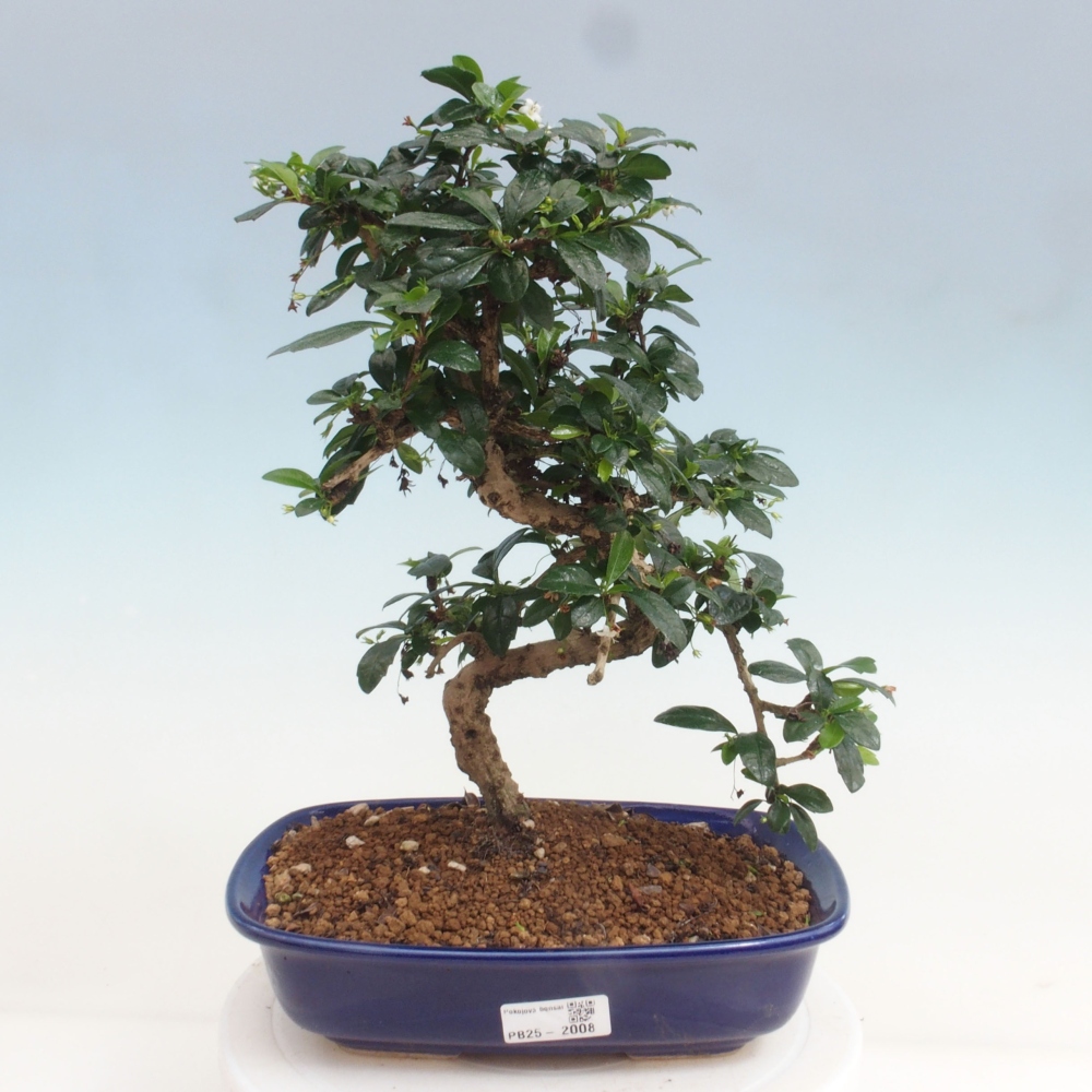 Room bonsai - Carmona macrophylla - Tea fuki