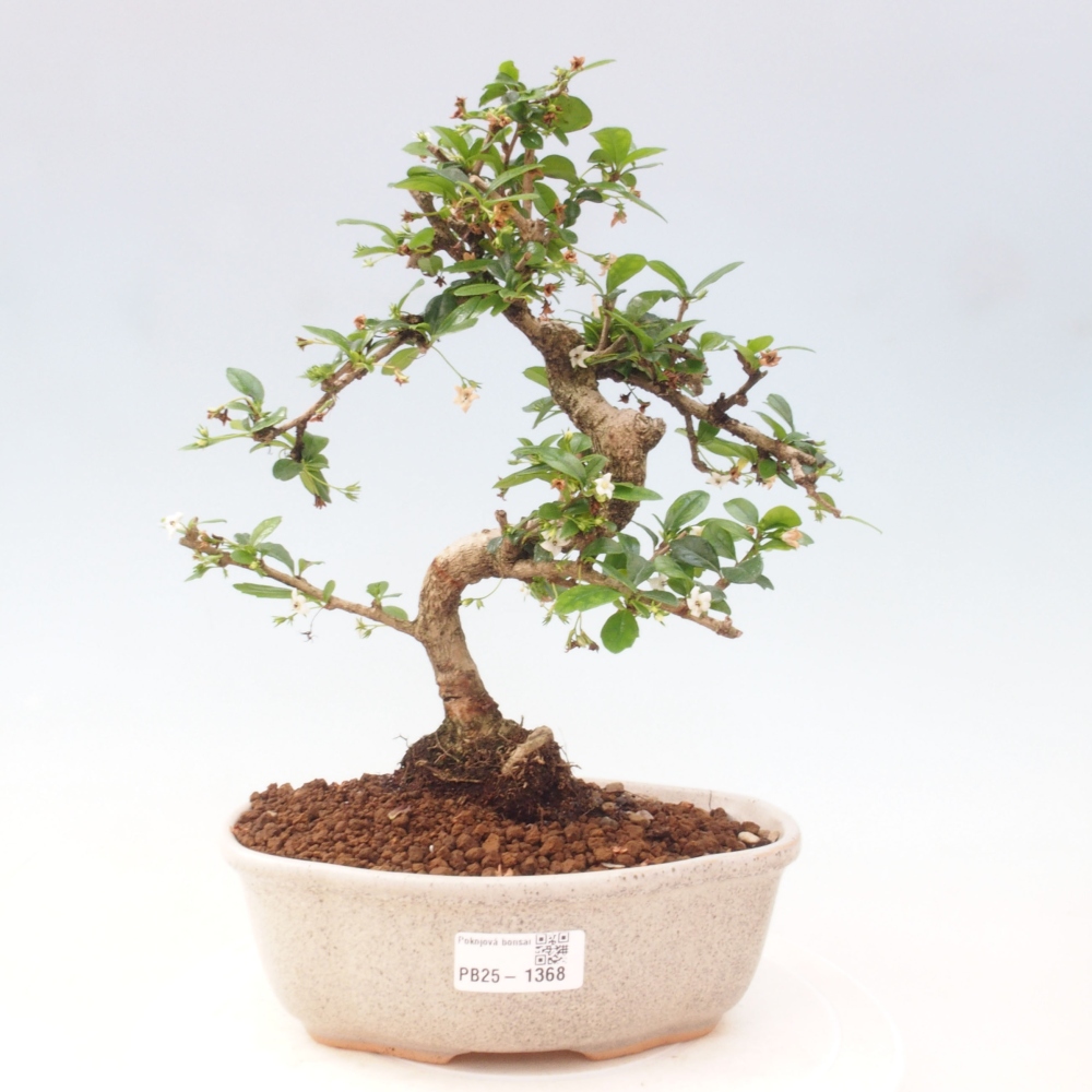Room bonsai - Carmona macrophylla - Tea fuki