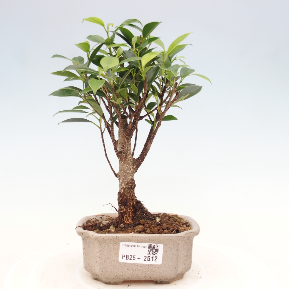 Indoor bonsai - Small-leaved ficus - Ficus kimmen