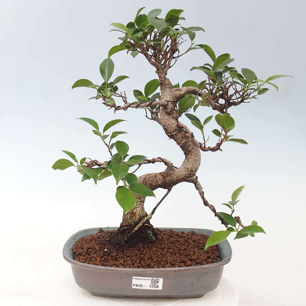 Indoor bonsai - Ficus kimmen - small-leaved ficus