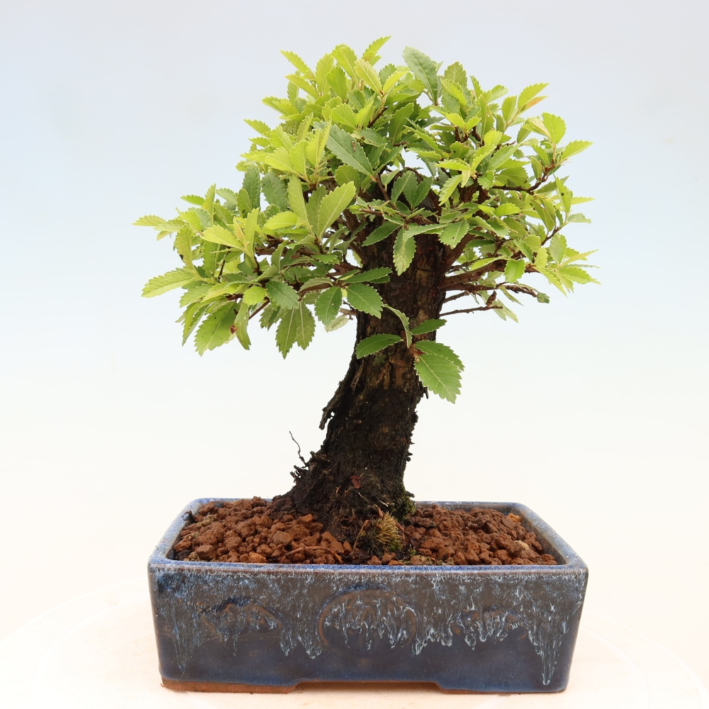 Outdoor bonsai - Zelkova - Zelkova NIRE