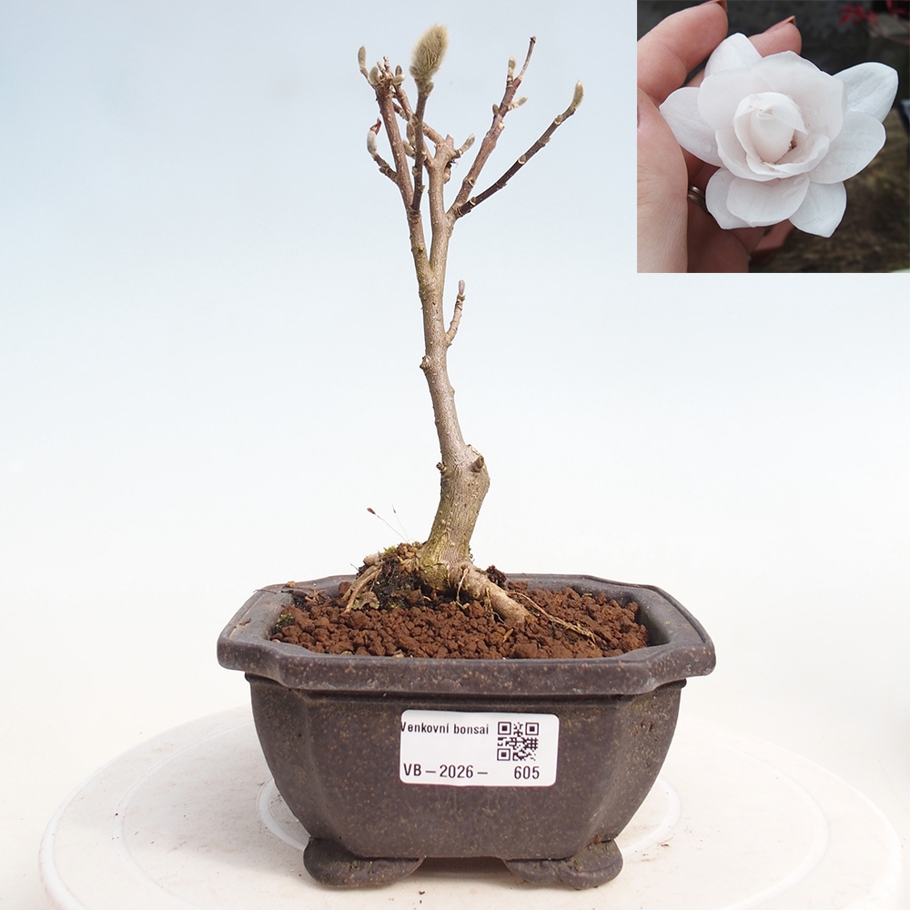 Outdoor bonsai - Magnolia stellata