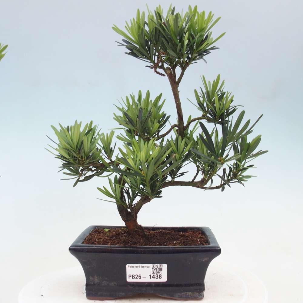 Room bonsai - Podocarpus - Stone Yew