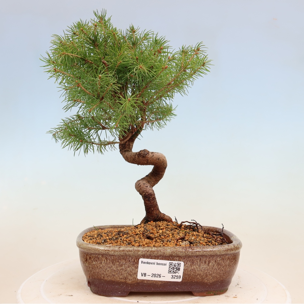Outdoor bonsai - Spruce - Picea glauca globe
