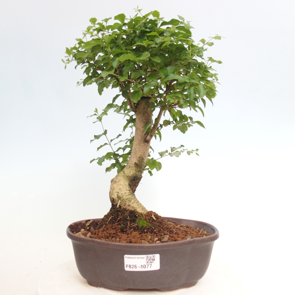 Room bonsai -Ligustrum chinensis - Birds Beak