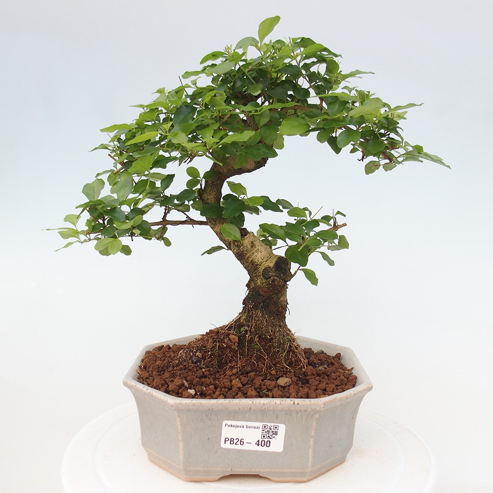 Room bonsai -Ligustrum chinensis - Birds Beak