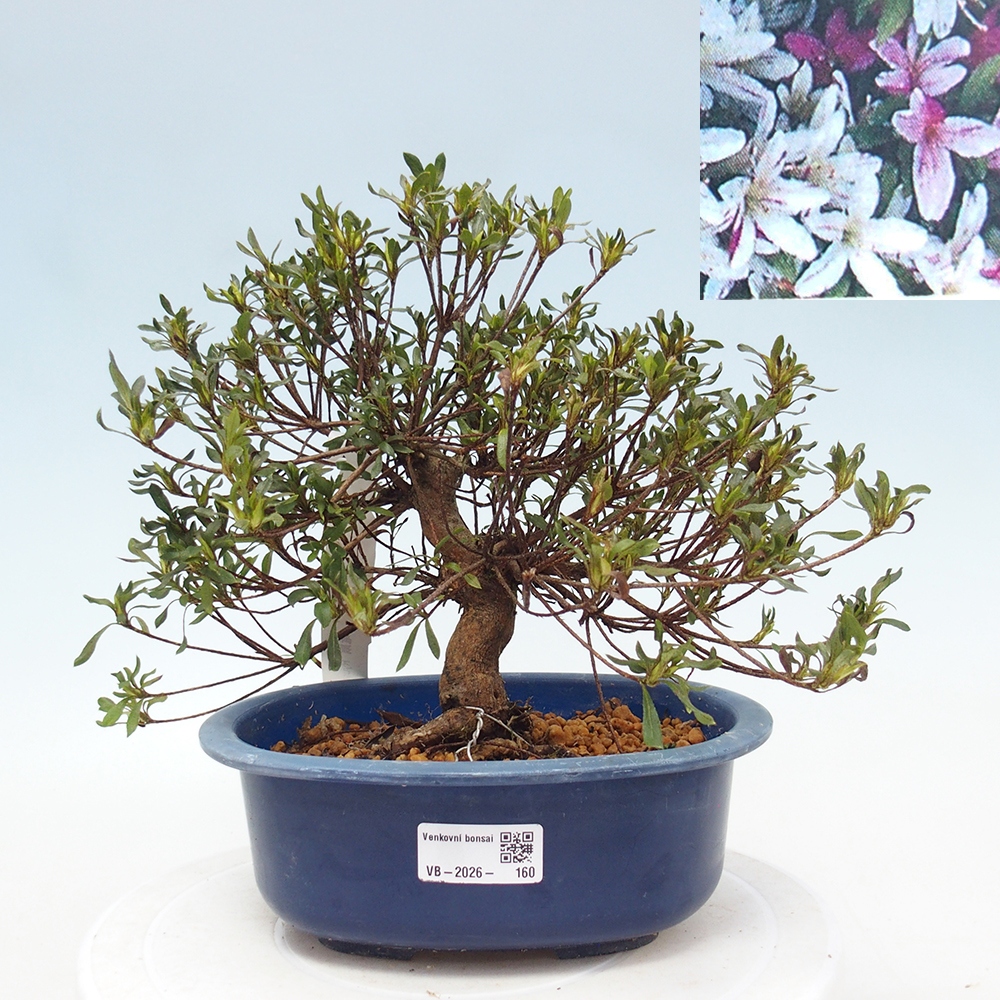 Outdoor bonsai - Japanese Azalea - Azalea Ryusen