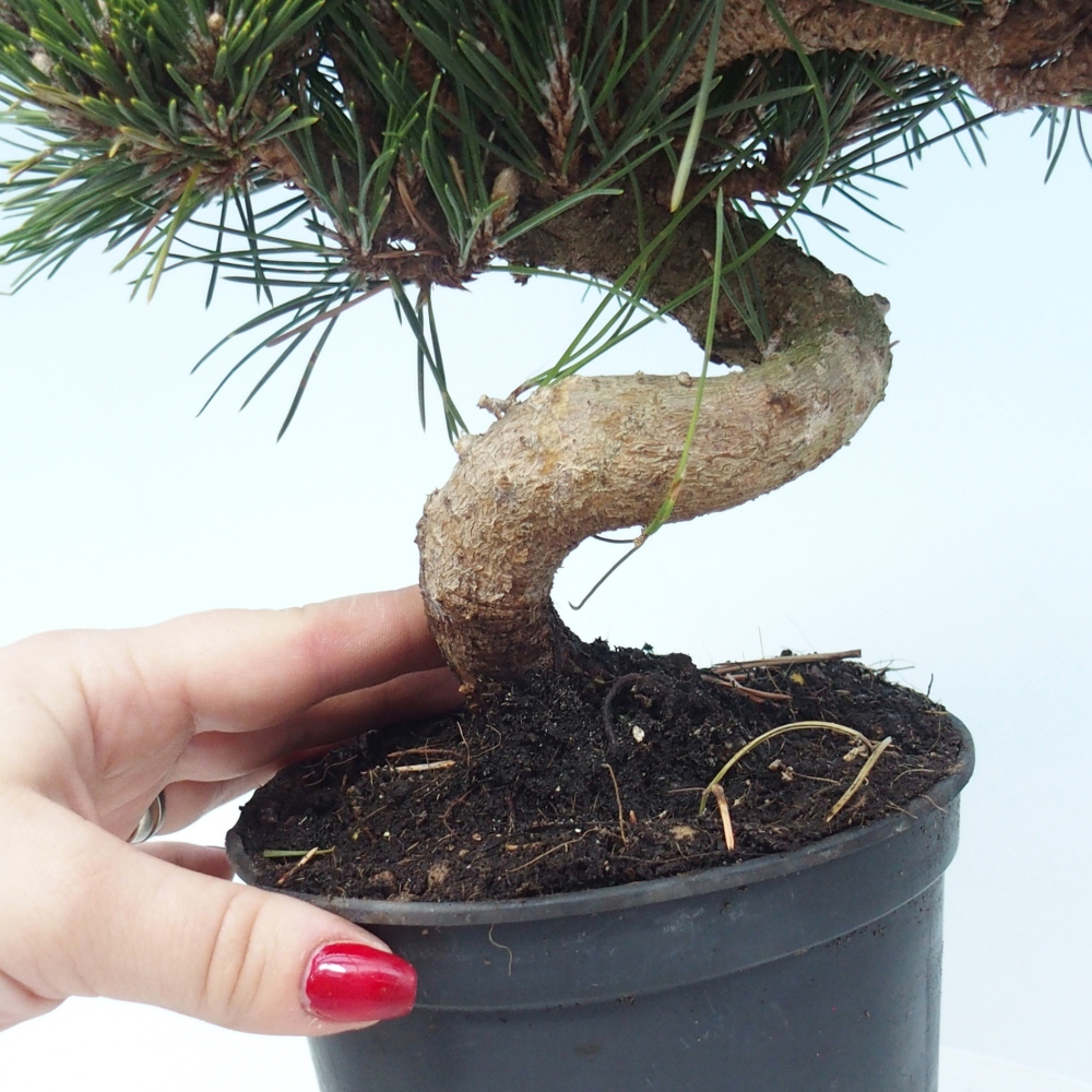 Outdoor bonsai - Pinus thunbergii senjyumaru - Thunberg pine