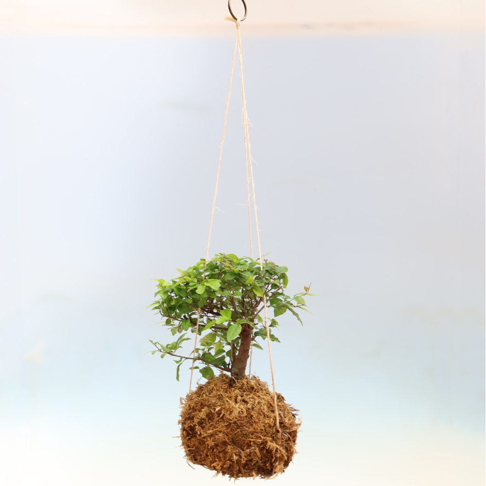 Kokedama in ceramics -Sagerecia tea - Sageretia thea