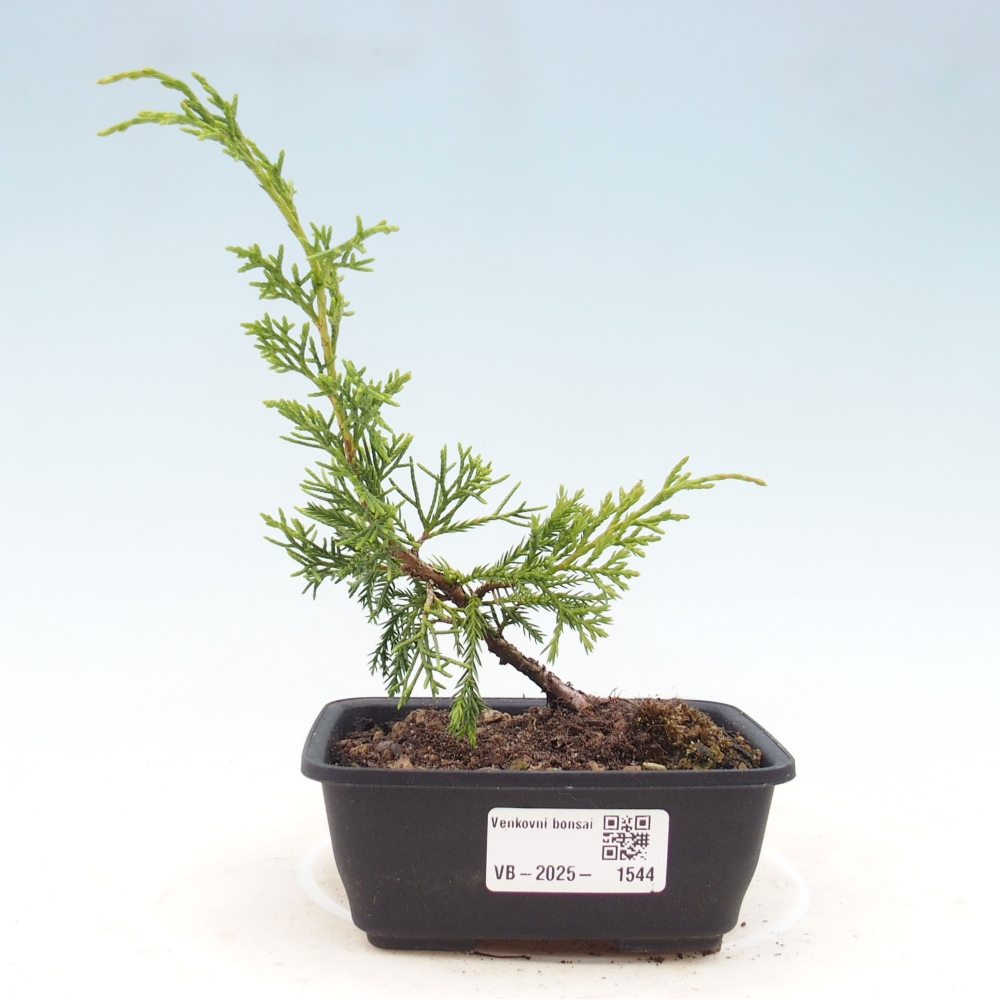 Outdoor bonsai - Juniperus chinensis Itoigawa - Chinese juniper