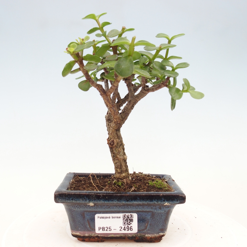Indoor bonsai - Portulakaria Afra - Tlustice