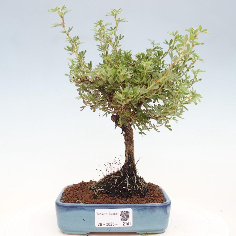 Outdoor bonsai-Cinquefoil - Potentila fruticosa yellow Bird