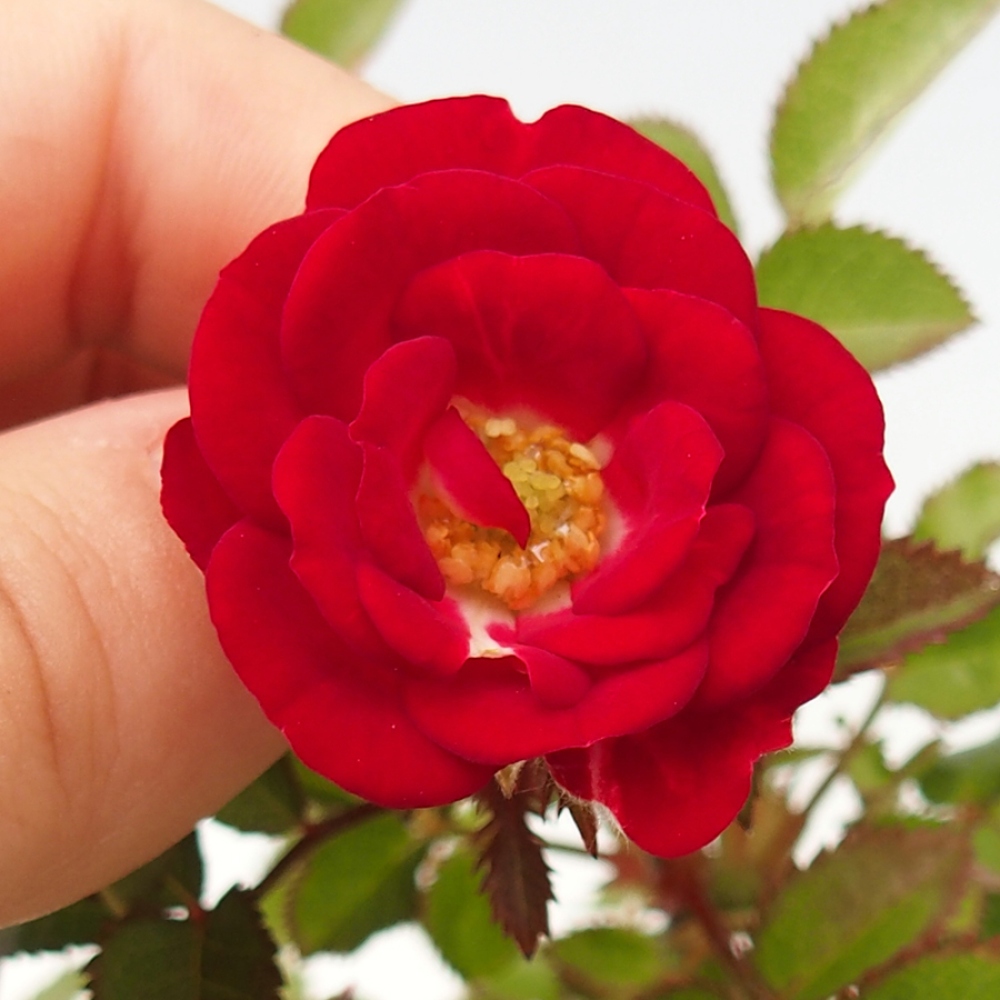 Outdoor bonsai - Rosa Kordes -  rose
