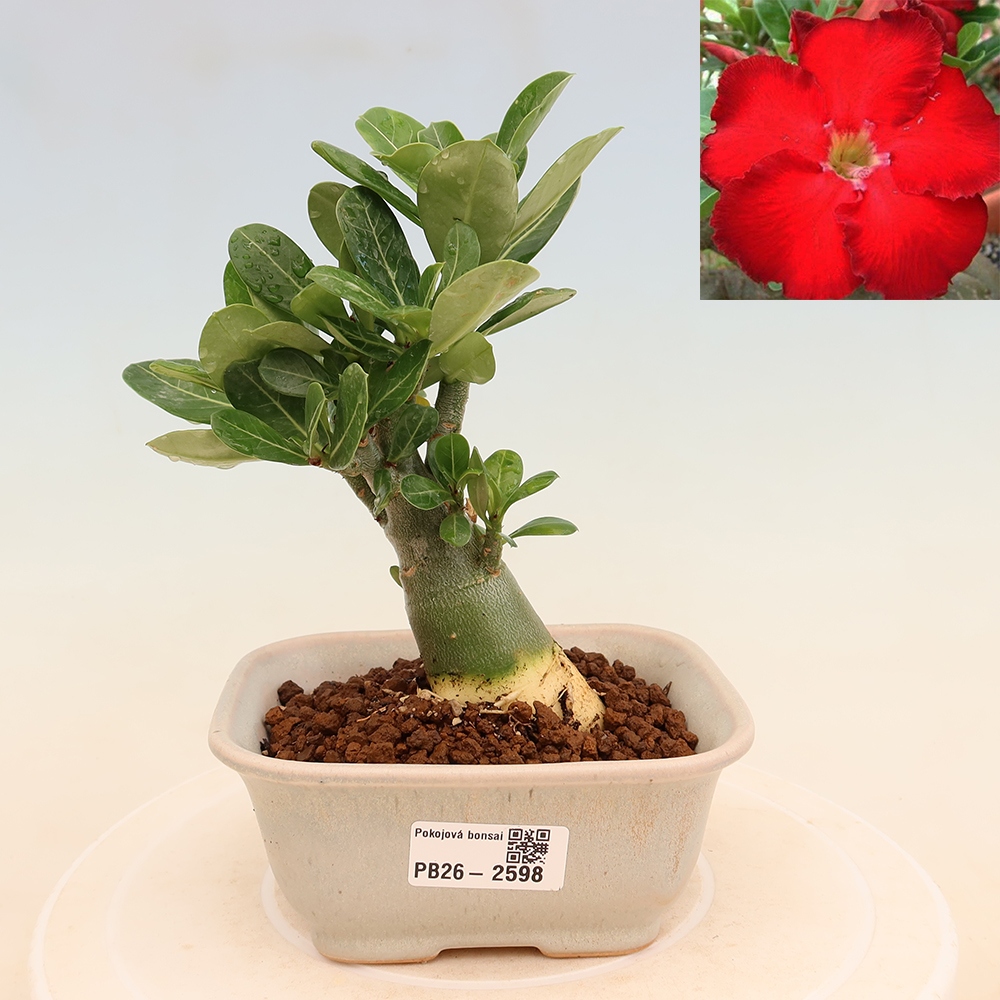 Indoor Bonsai - Adenium obesum Red Star - Desert Rose