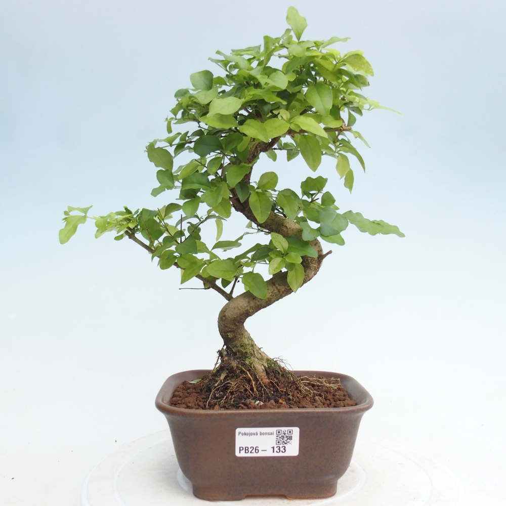 Room bonsai -Ligustrum chinensis - Birds Beak