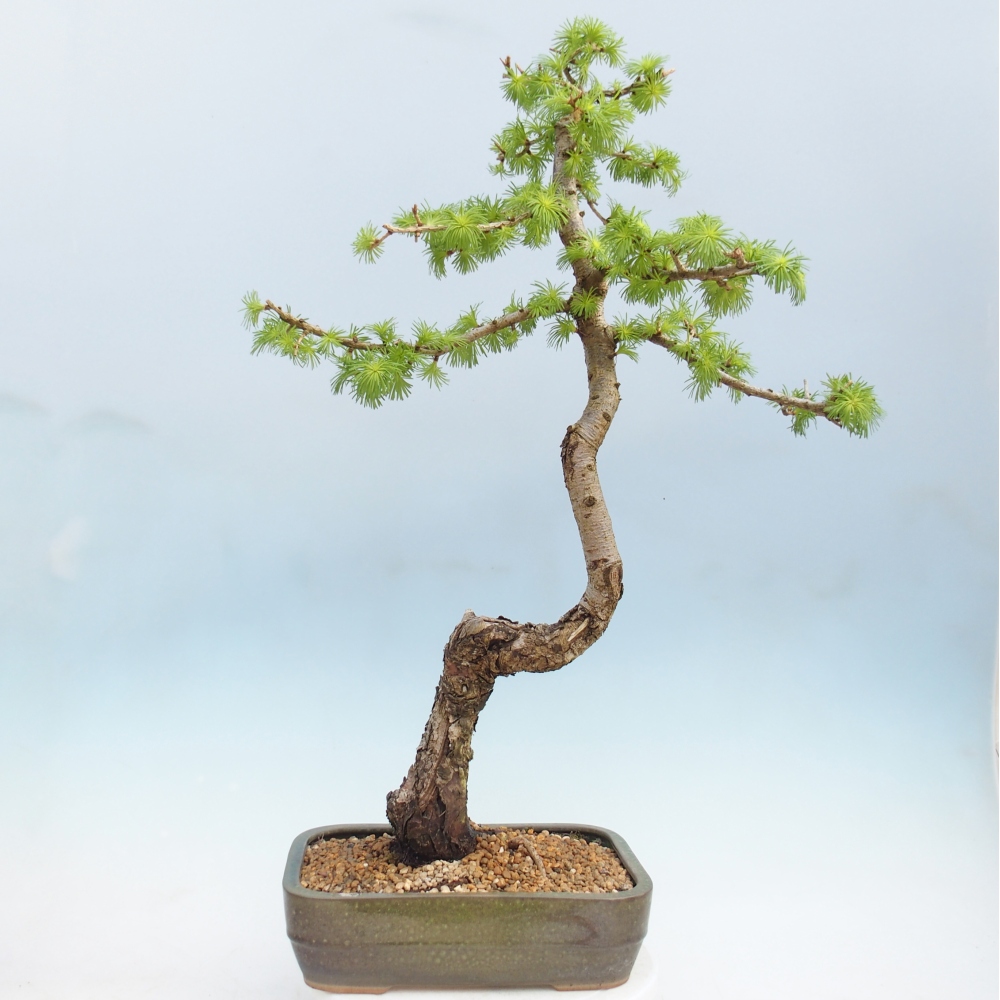 Outdoor bonsai -Larix decidua - Larch