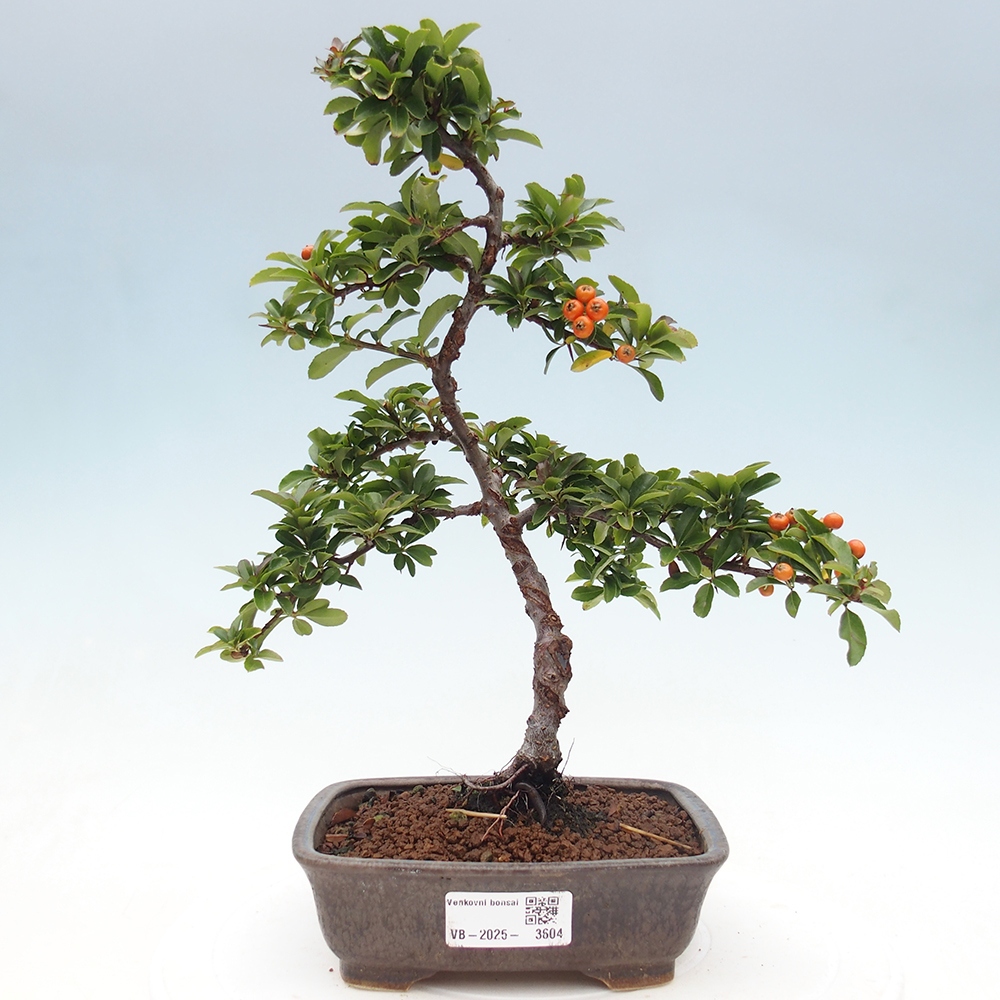 Outdoor bonsai-Pyracantha Teton -Hlox