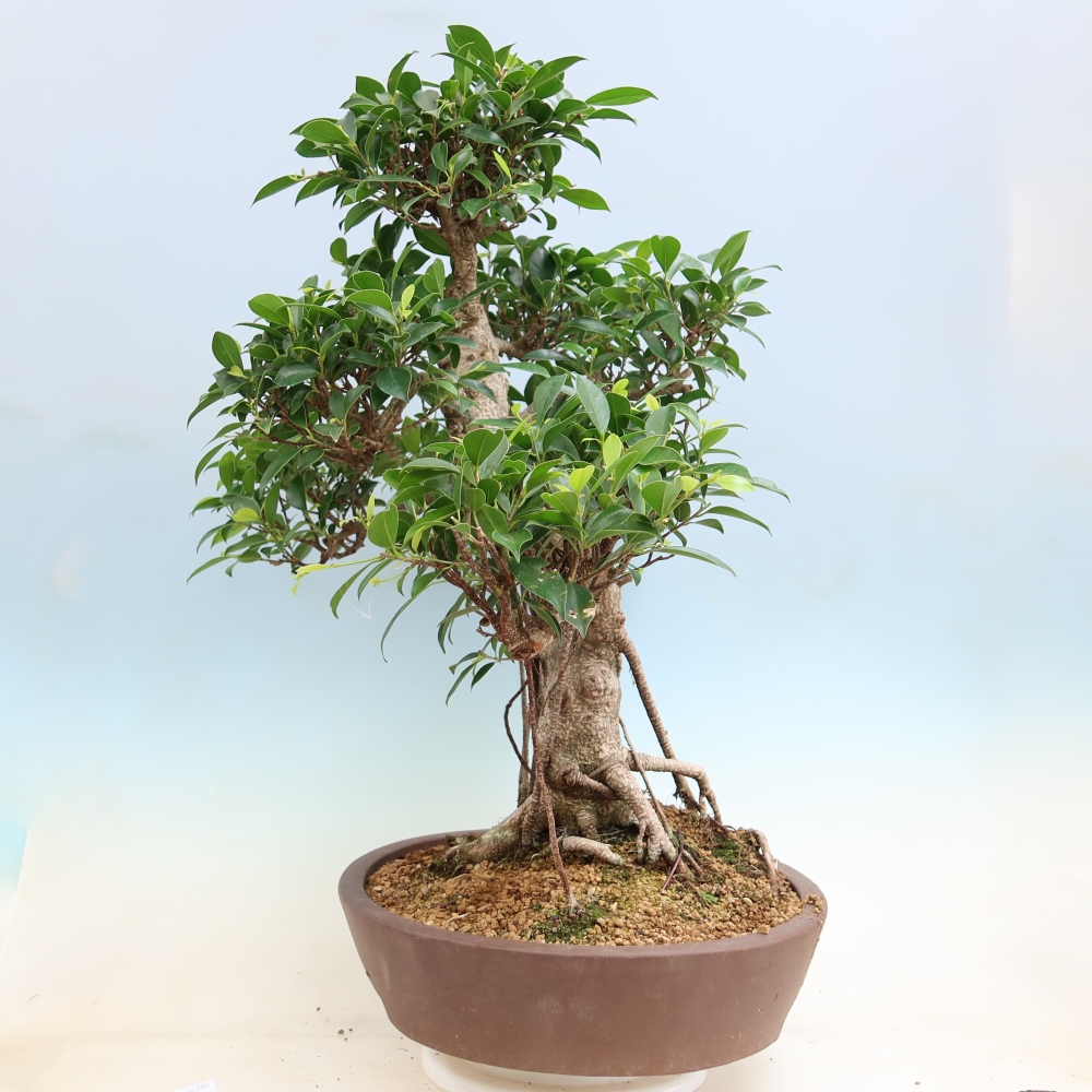 Room bonsai - Ficus kimmen - small-leaved ficus