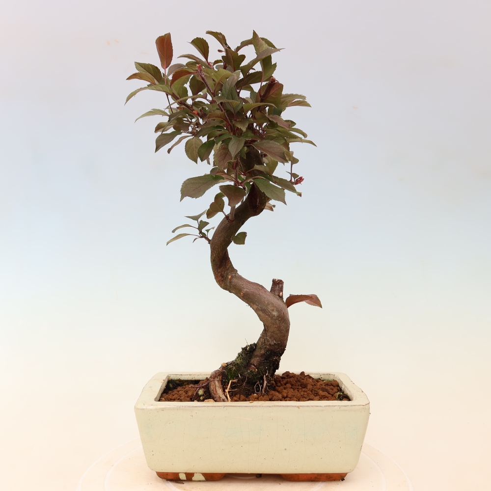 Outdoor bonsai -Malus domestica - Small-fruited red-leaved apple tree