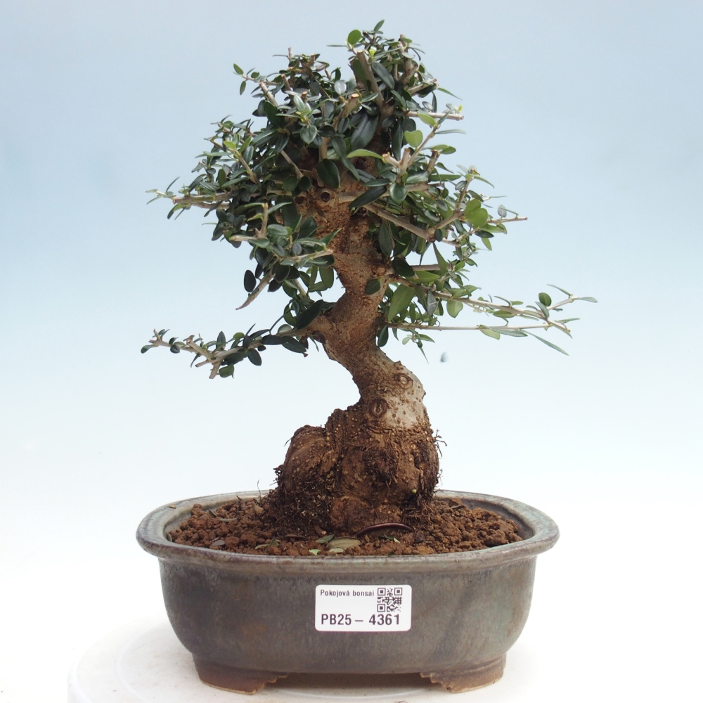Indoor bonsai - Olea europaea sylvestris