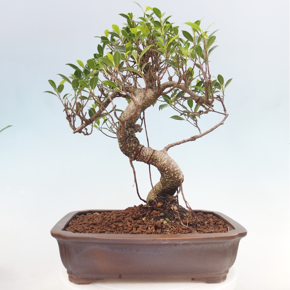 Room bonsai - Ficus kimmen - small-leaved ficus