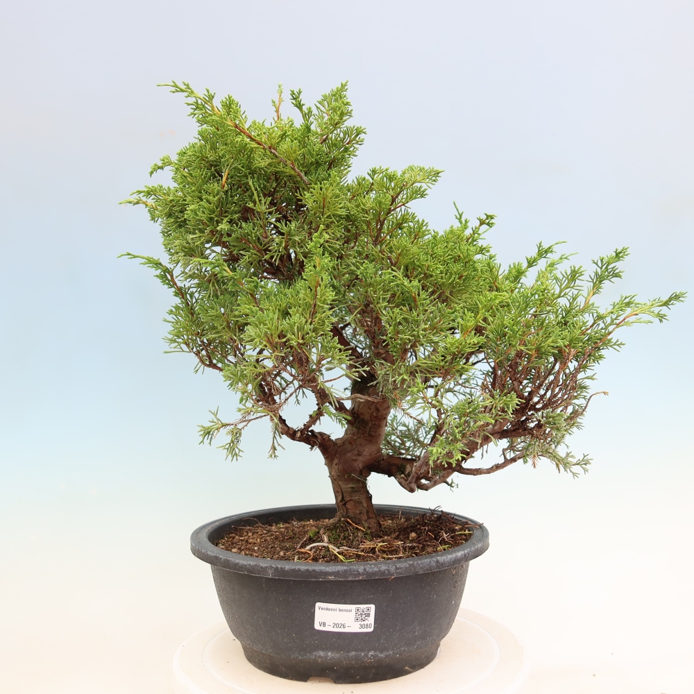 Outdoor Bonsai - Juniperus chinensis Itoigawa - Chinese Juniper