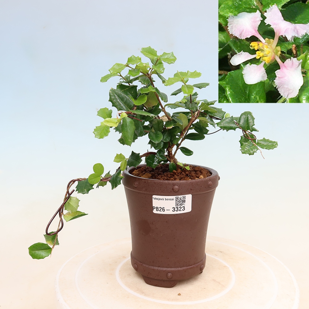 Indoor Bonsai - Barbados Cherry (Malpighia coccigera)