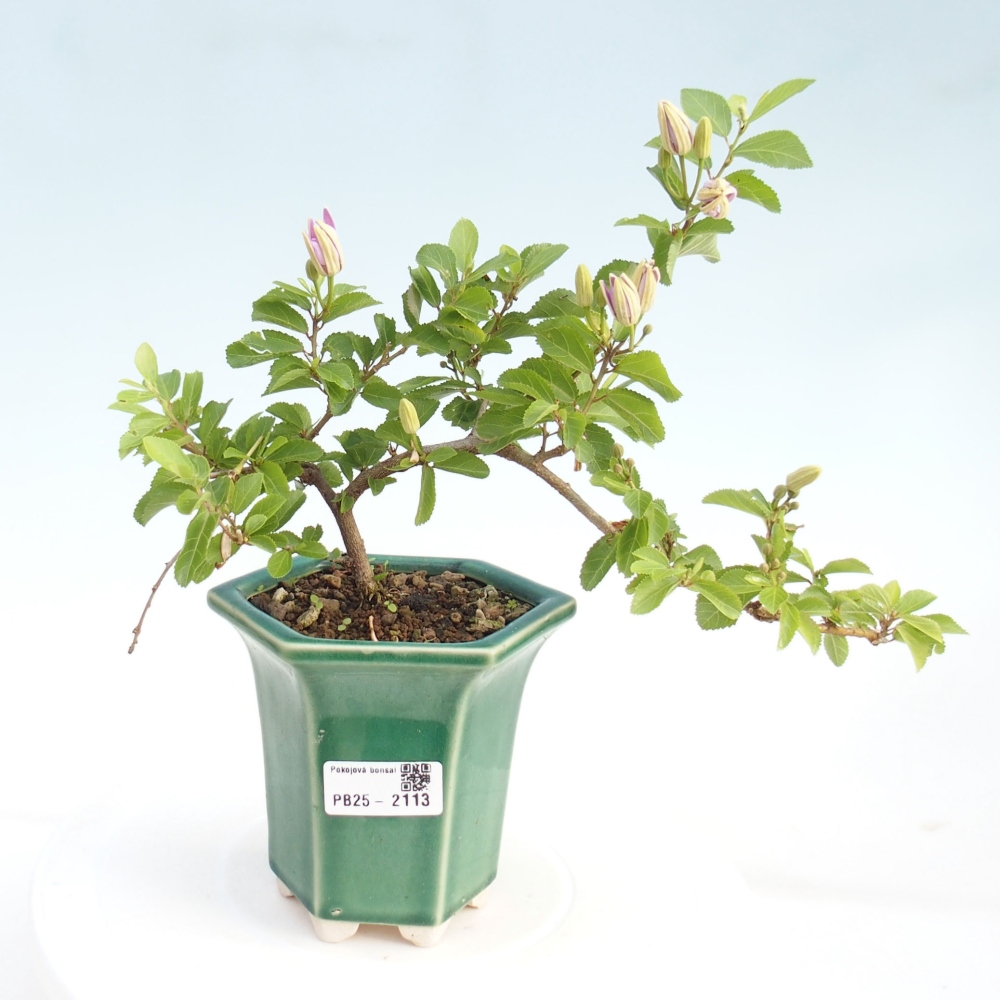 Indoor bonsai - Grewia occidentalis - Lavender star