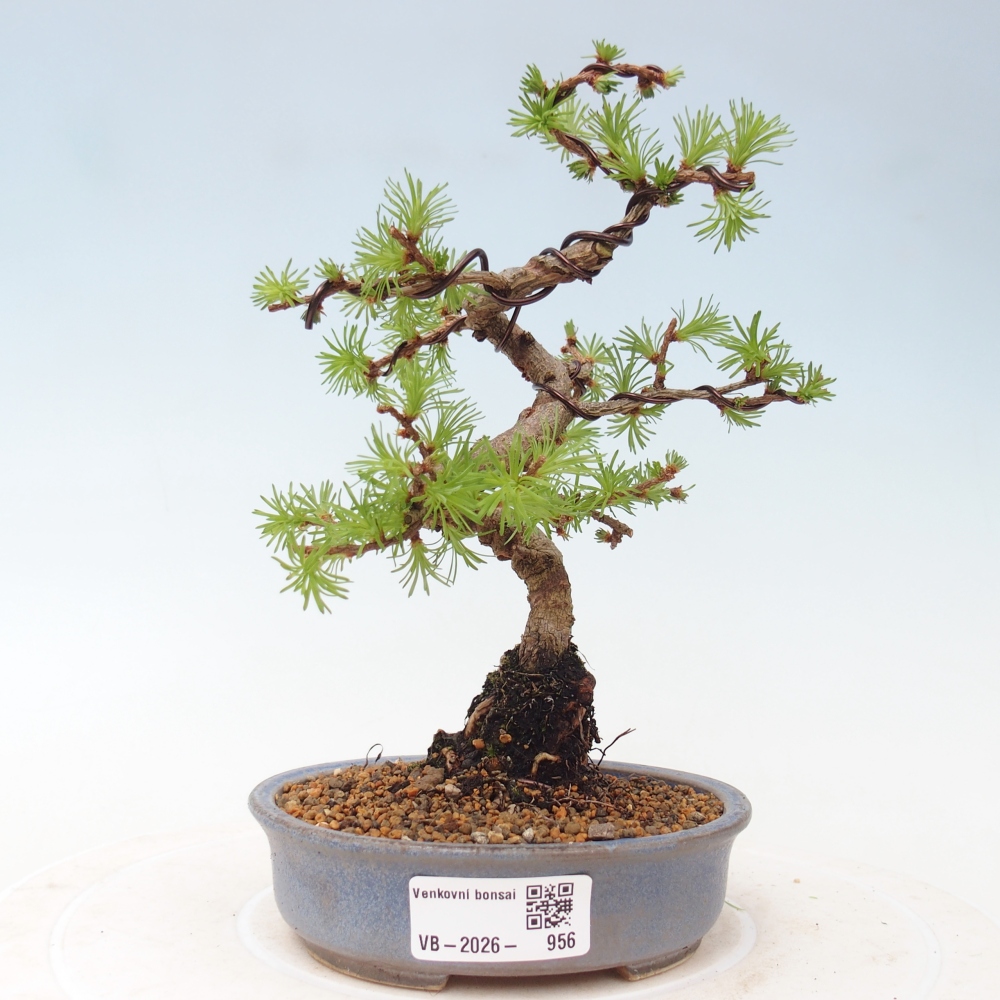 Outdoor bonsai - Larix Kaempferi - Japanese Larch