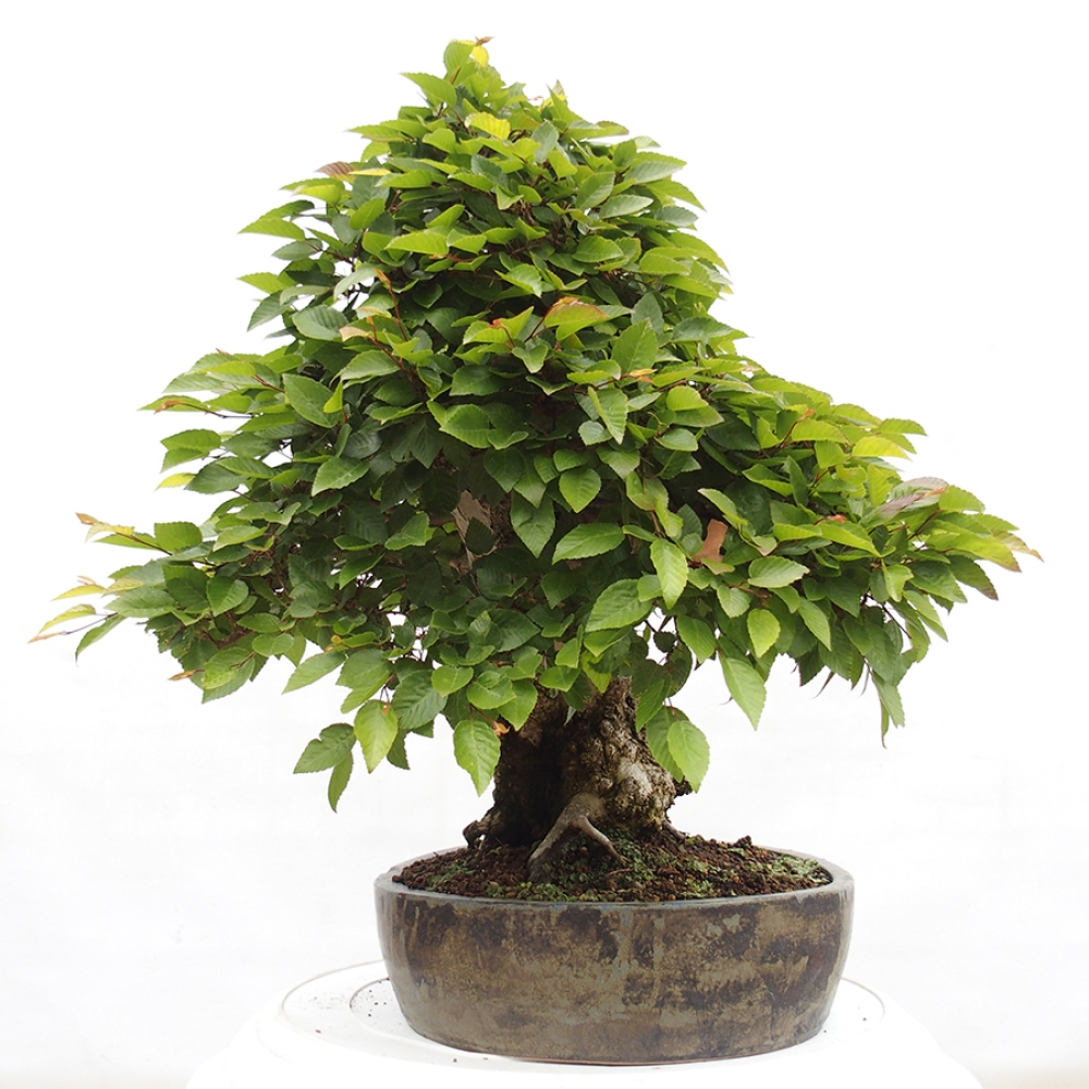 Outdoor bonsai -Carpinus CARPINOIDES - Korean hornbeam