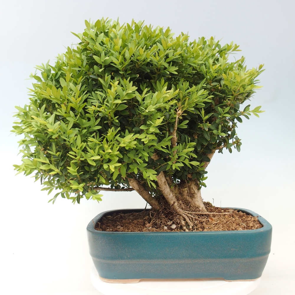 Outdoor bonsai - Buxus sempervirens - boxwood
