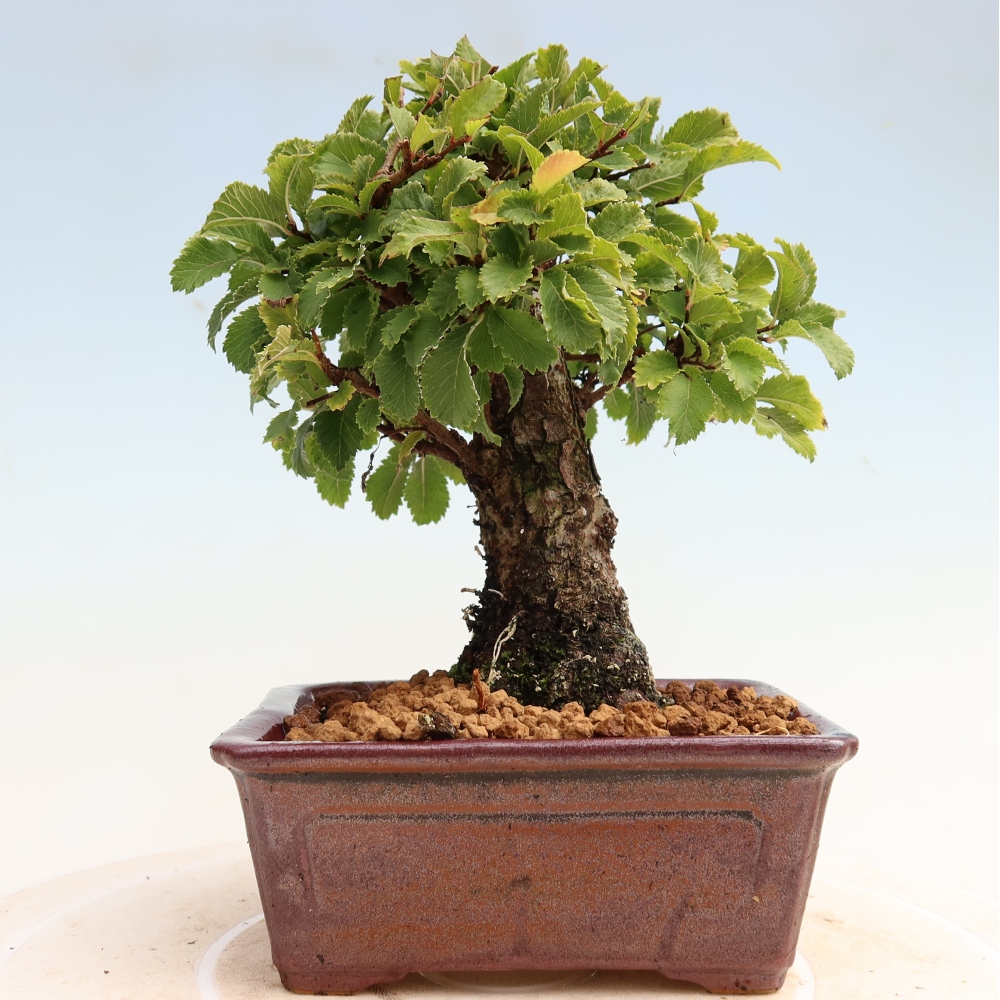 Outdoor bonsai - Zelkova - Zelkova NIRE