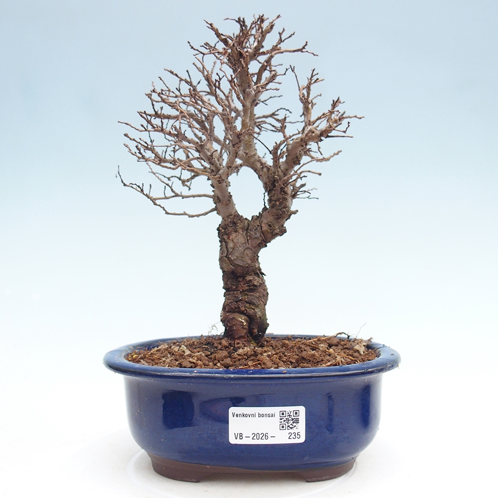 Outdoor bonsai - Zelkova - Zelkova NIRE