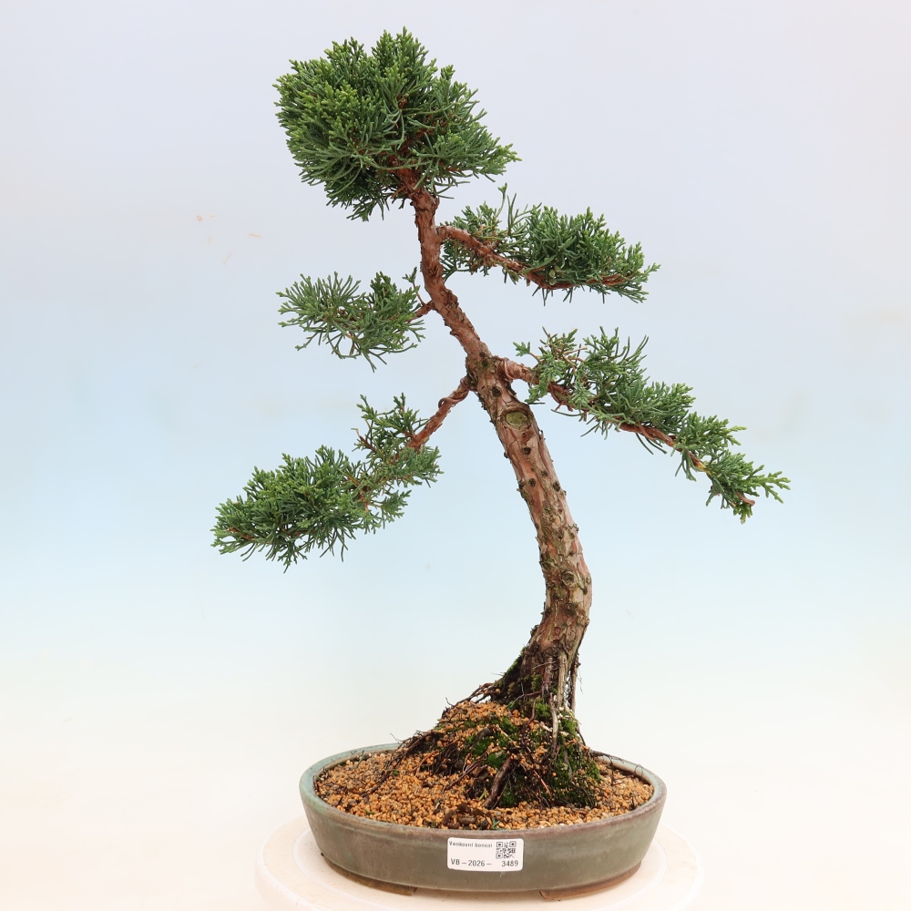 Outdoor bonsai - Juniperus chinensis Kishu