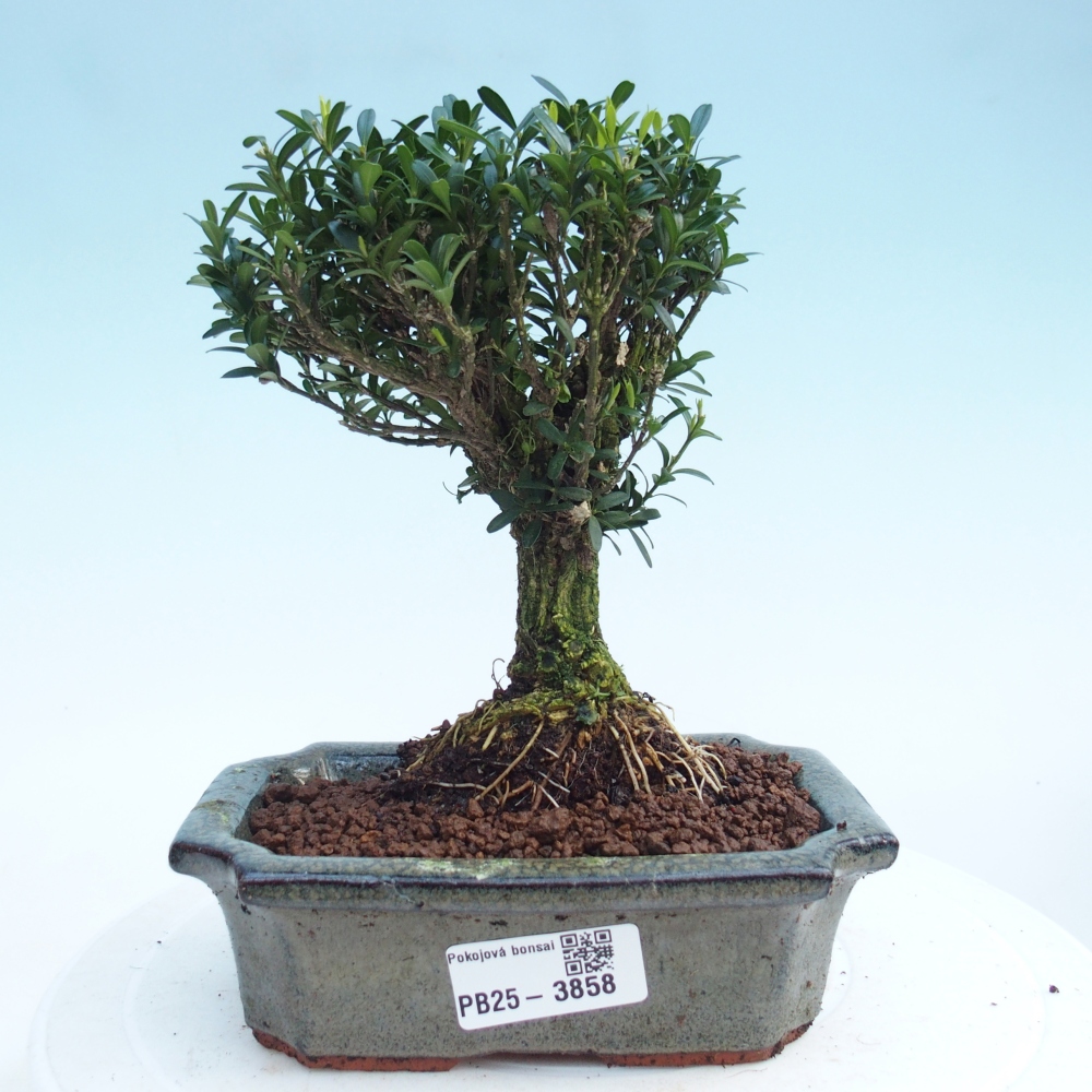 Room bonsai - Buxus harlandii - cork buxus