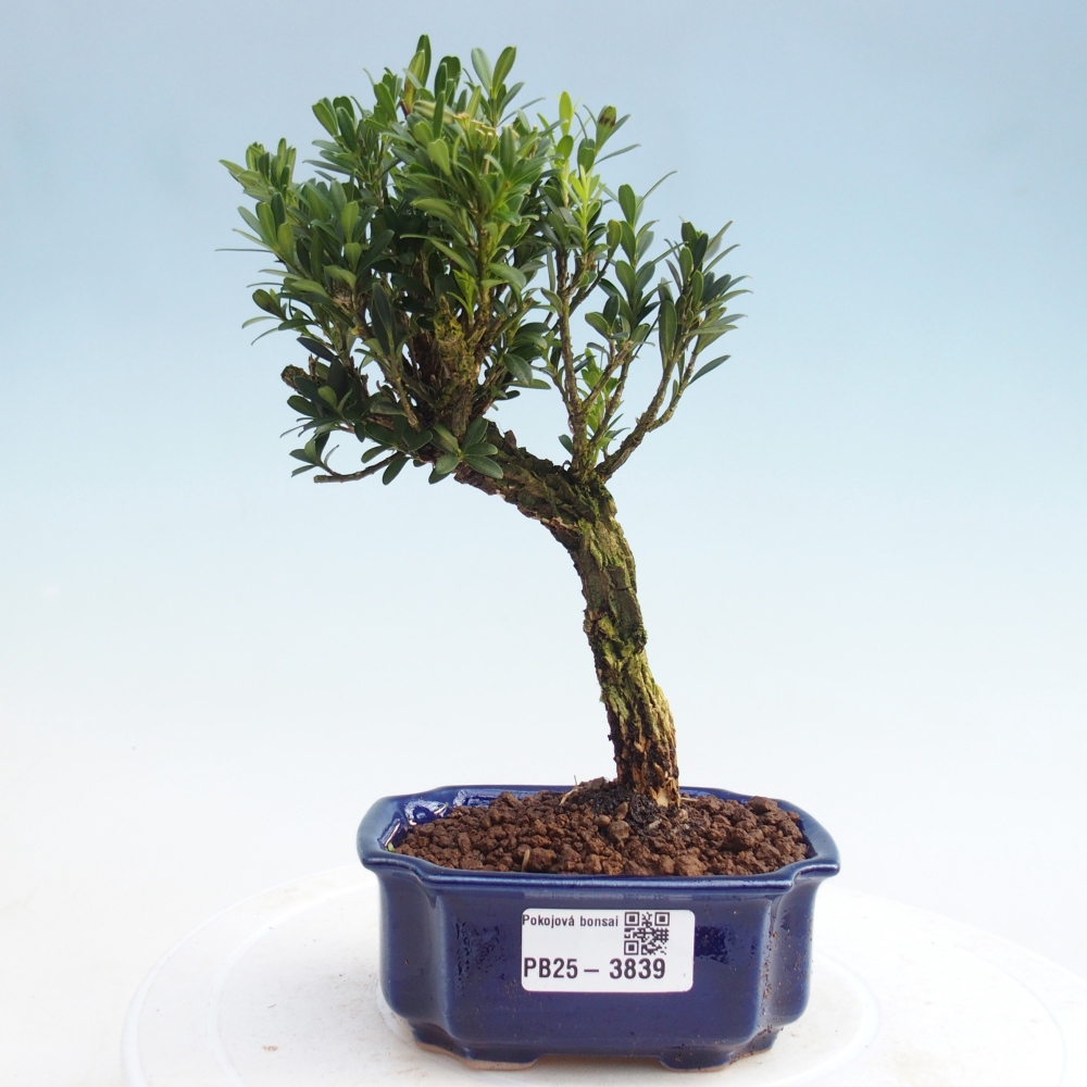 Room bonsai - Buxus harlandii - cork buxus
