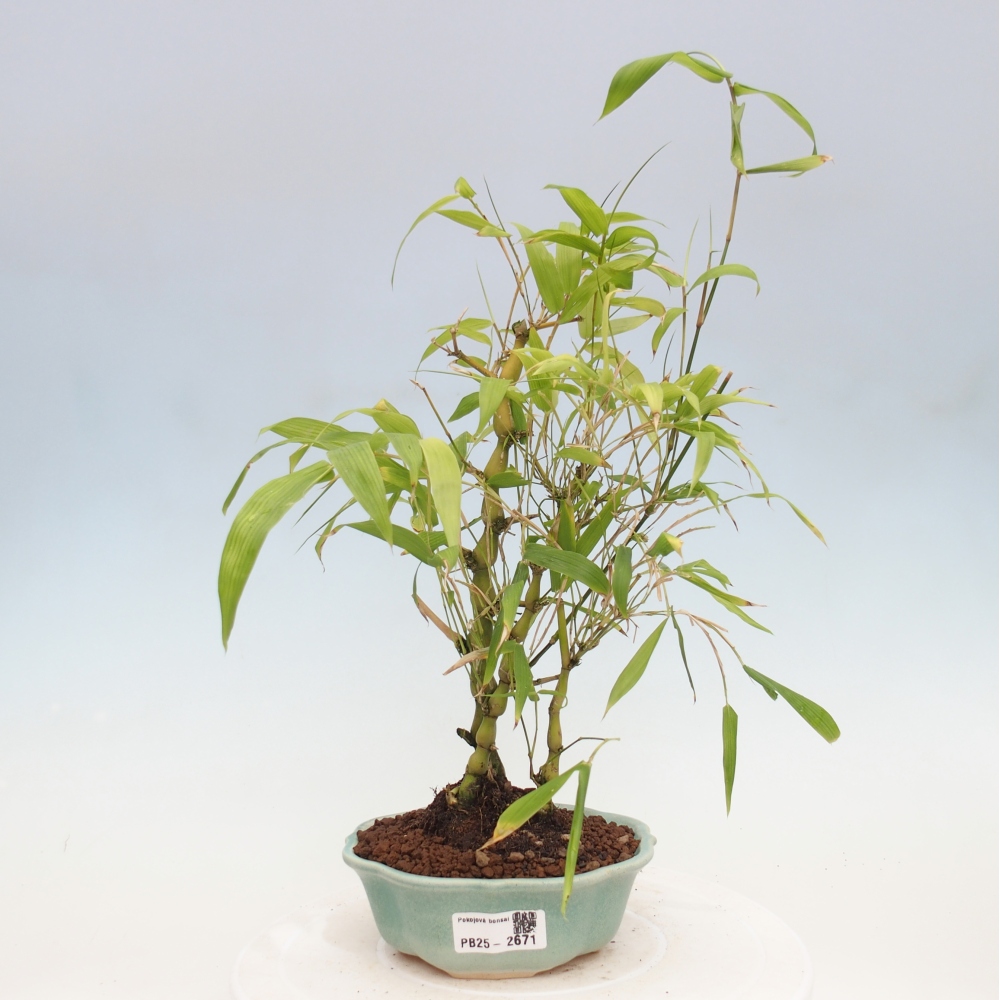 Indoor bonsai - Bamboo Buddha-Bamboo Buddha's belly