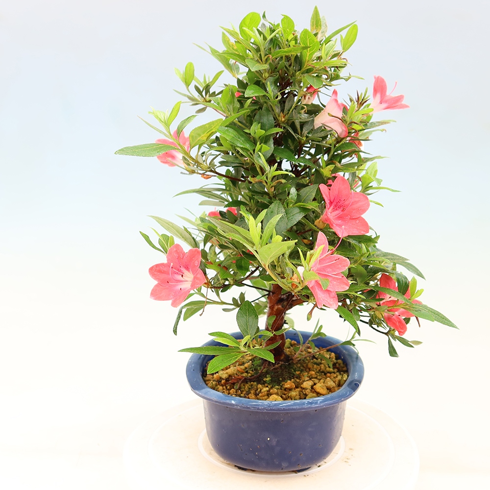 Outdoor bonsai - Japanese Azalea - Azalea Beniko