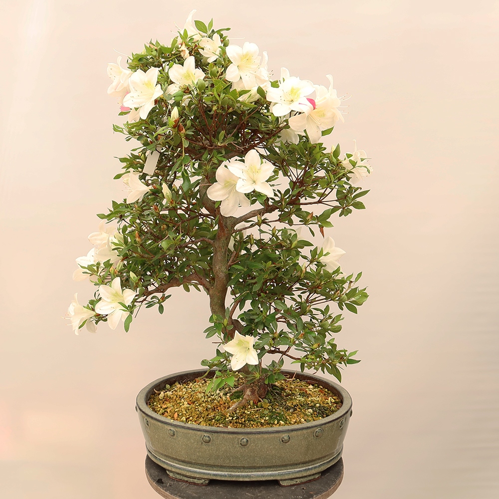 Outdoor bonsai - Japanese Azalea - Azalea Hand