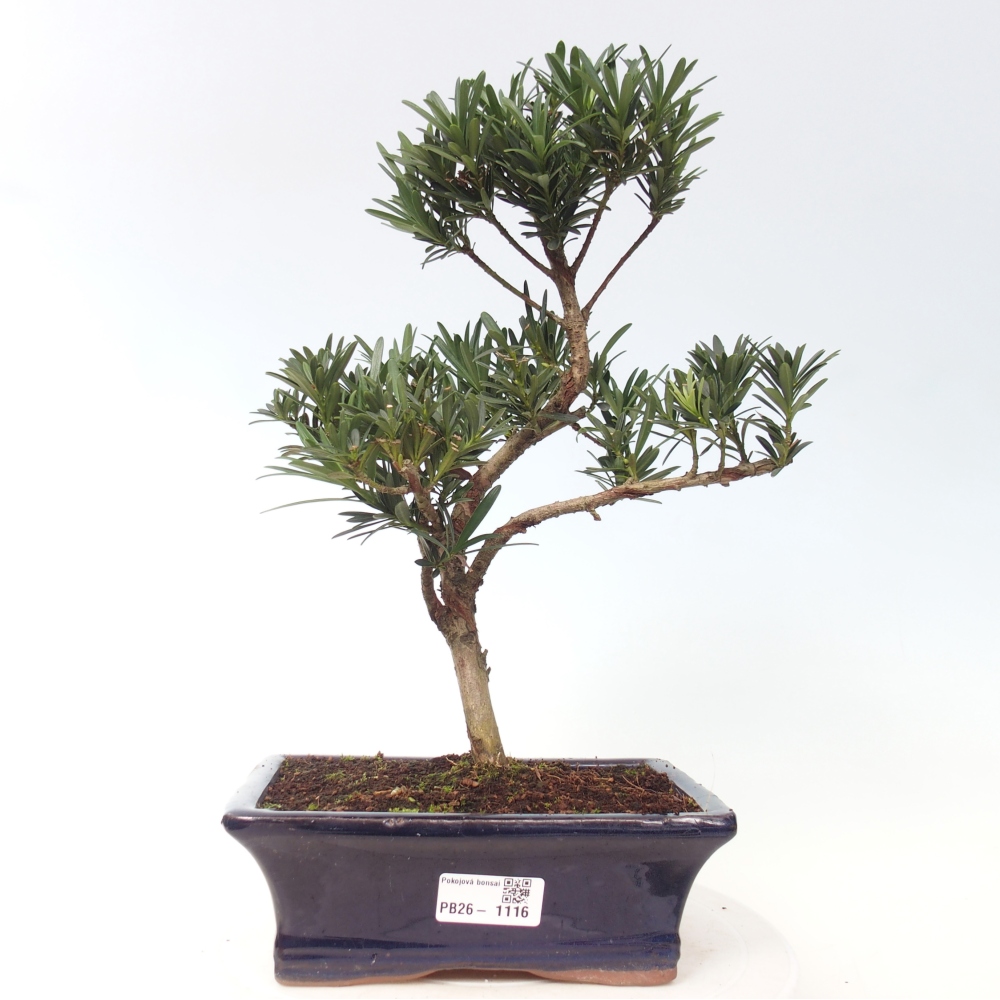 Room bonsai - Podocarpus - Stone Yew