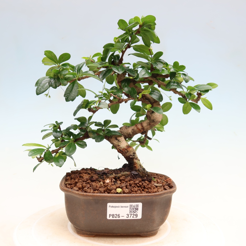 Room bonsai - Carmona macrophylla - Tea fuki