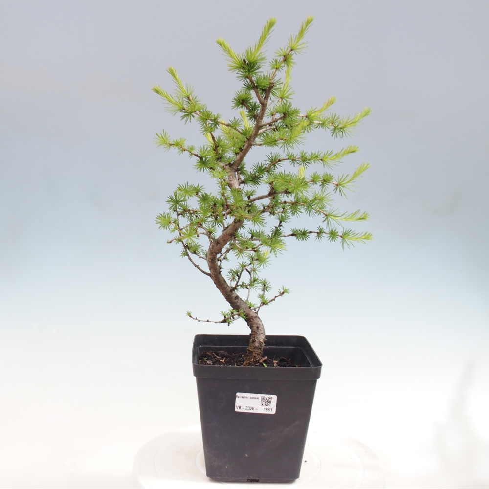 Outdoor bonsai -Larix decidua - Larch