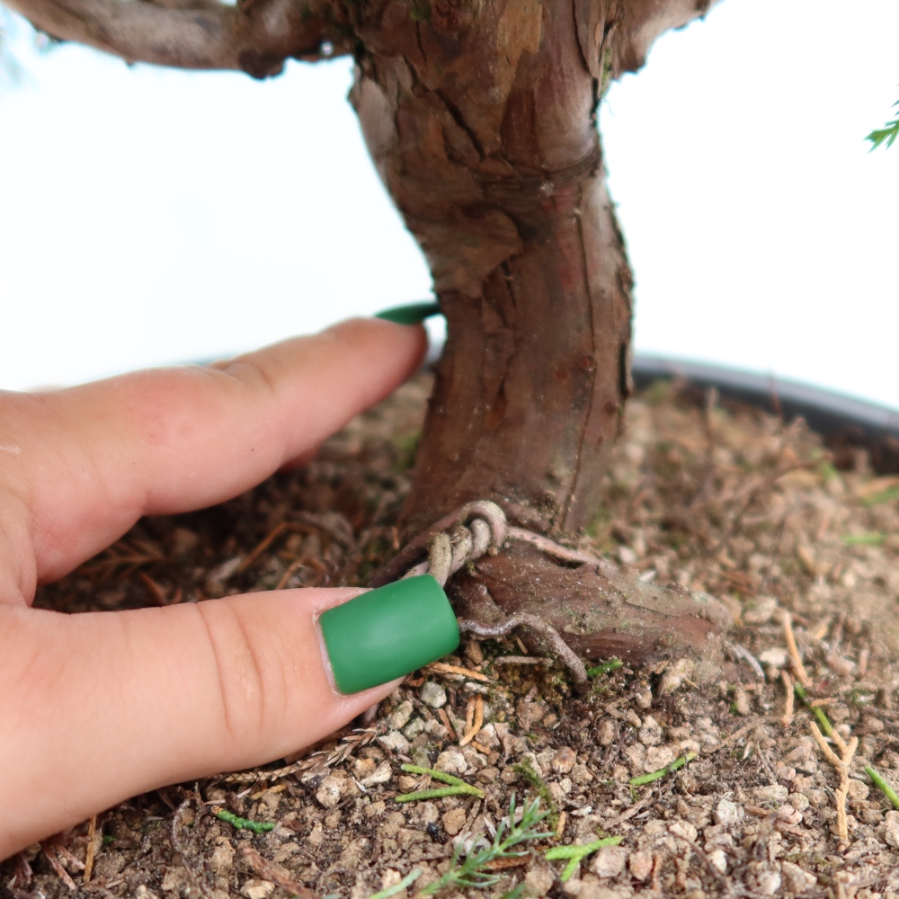 Outdoor Bonsai - Juniperus chinensis Itoigawa - Chinese Juniper