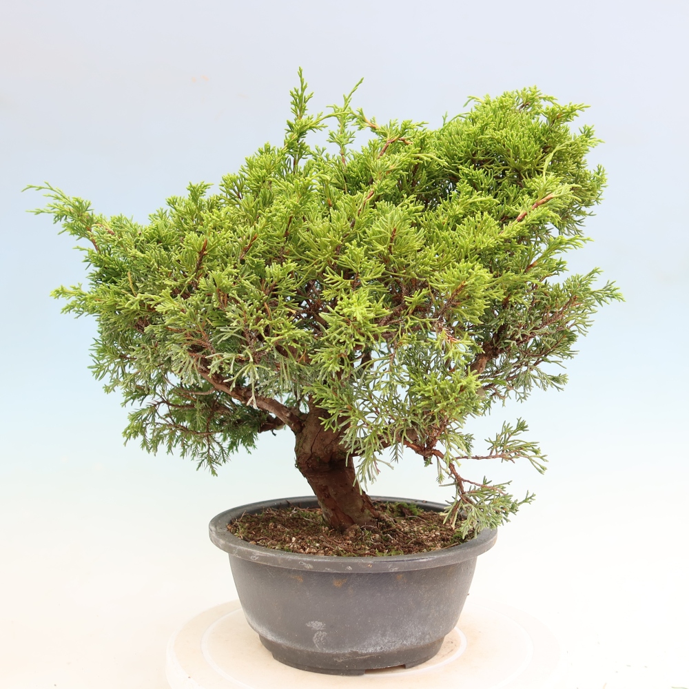 Outdoor Bonsai - Juniperus chinensis Itoigawa - Chinese Juniper