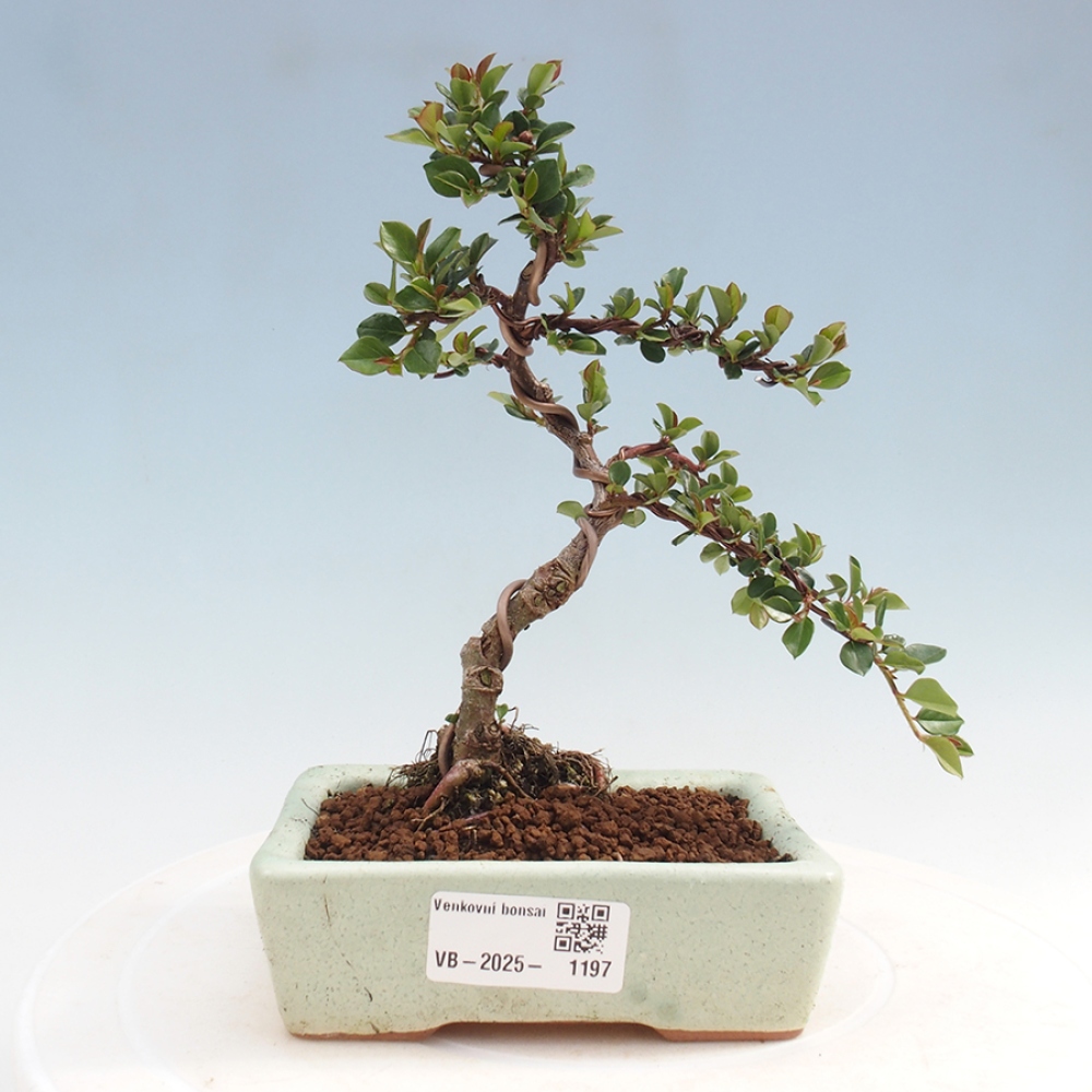 Outdoor bonsai-Cotoneaster horizontalis - Rock