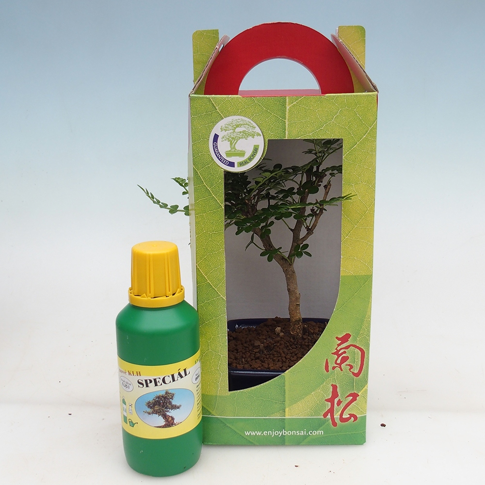 Room bonsai in gift box Zantoxylum piperitum - Pepper tree